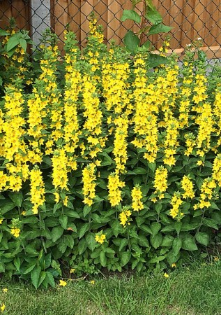 LYSIMACHIA punctata